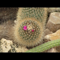 Mammillaria anniana (fam Cactacees) (Mexique) (2)